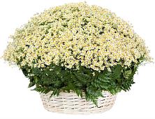 Цветочная композиция из Ромашки в корзине #REPLACE_PRED# Ельдигино